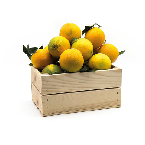 Arancio novellino