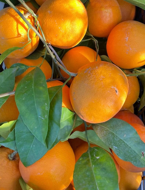 Il Tarocco Siciliano